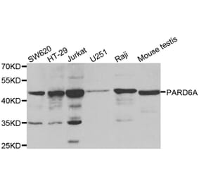Western blot - PARD6A antibody from Signalway Antibody (38559) - Antibodies.com