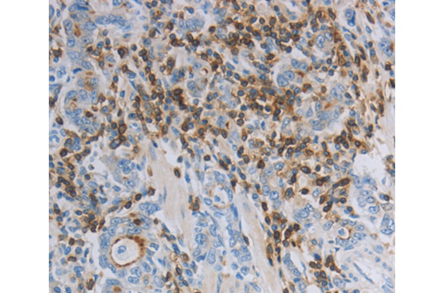 Immunohistochemistry - PARD6A antibody from Signalway Antibody (38559) - Antibodies.com
