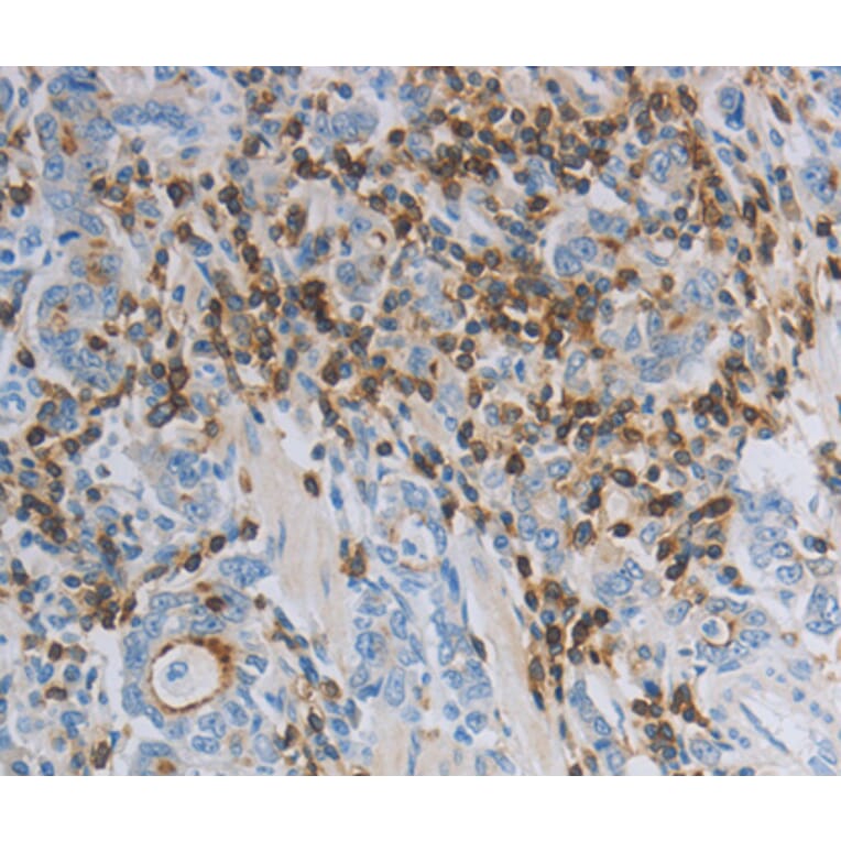 Immunohistochemistry - PARD6A antibody from Signalway Antibody (38559) - Antibodies.com
