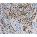 Immunohistochemistry - PARD6A antibody from Signalway Antibody (38559) - Antibodies.com