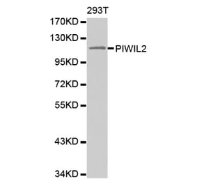 Western blot - PIWIL2 antibody from Signalway Antibody (38565) - Antibodies.com