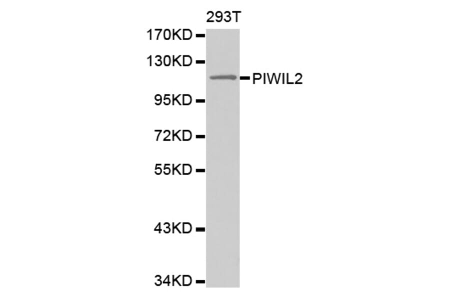 Western blot - PIWIL2 antibody from Signalway Antibody (38565) - Antibodies.com