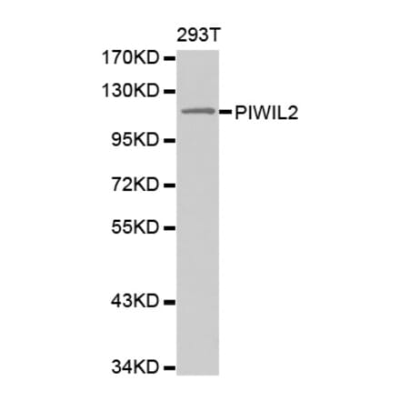 Western blot - PIWIL2 antibody from Signalway Antibody (38565) - Antibodies.com