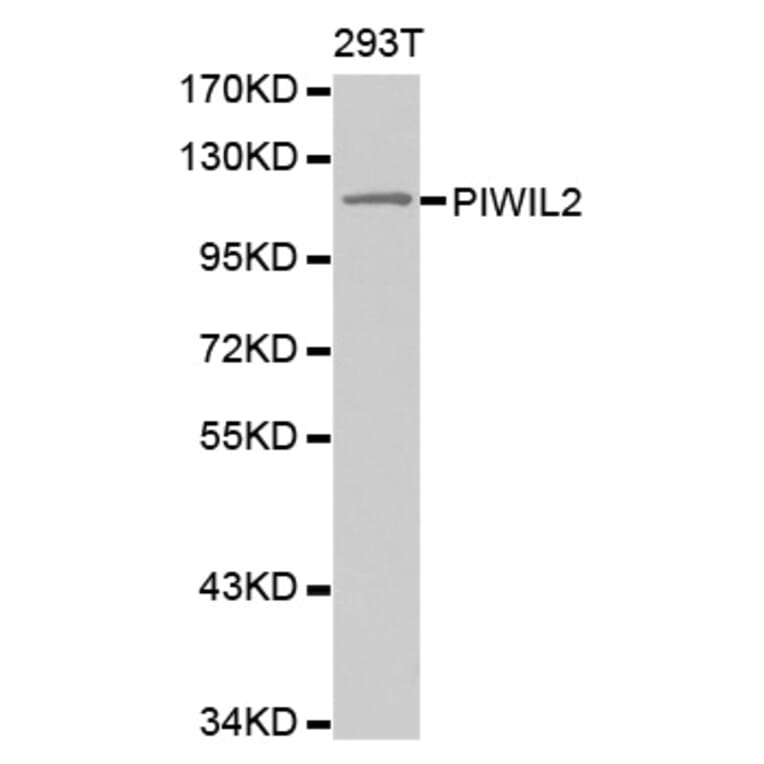 Western blot - PIWIL2 antibody from Signalway Antibody (38565) - Antibodies.com