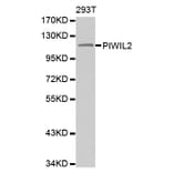 Western blot - PIWIL2 antibody from Signalway Antibody (38565) - Antibodies.com