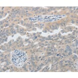 Immunohistochemistry - PIWIL2 antibody from Signalway Antibody (38565) - Antibodies.com