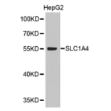Western blot - SLC1A4 antibody from Signalway Antibody (38571) - Antibodies.com