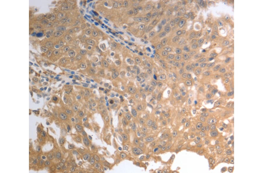 Immunohistochemistry - SLC1A4 antibody from Signalway Antibody (38571) - Antibodies.com