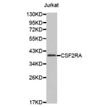 Western blot - CSF2RA antibody from Signalway Antibody (38609) - Antibodies.com