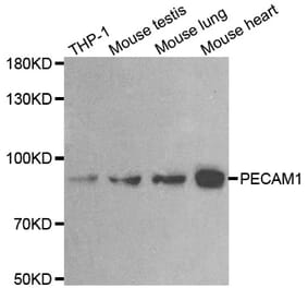 Western blot - PECAM1 antibody from Signalway Antibody (38622) - Antibodies.com