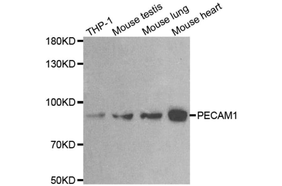 Western blot - PECAM1 antibody from Signalway Antibody (38622) - Antibodies.com