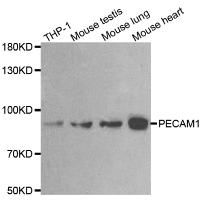 Western blot - PECAM1 antibody from Signalway Antibody (38622) - Antibodies.com