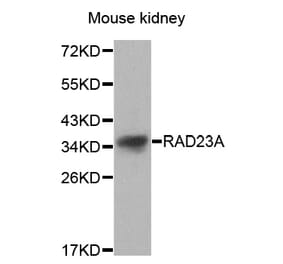 Western blot - RAD23A antibody from Signalway Antibody (38627) - Antibodies.com