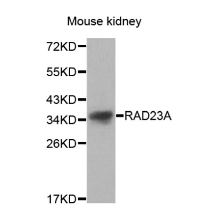 Western blot - RAD23A antibody from Signalway Antibody (38627) - Antibodies.com