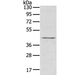 RASSF7 Antibody from Signalway Antibody (40072) - Antibodies.com