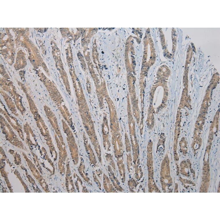 Immunohistochemistry - RASSF7 Antibody from Signalway Antibody (40072) - Antibodies.com