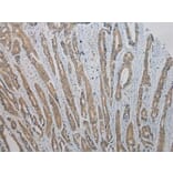 Immunohistochemistry - RASSF7 Antibody from Signalway Antibody (40072) - Antibodies.com