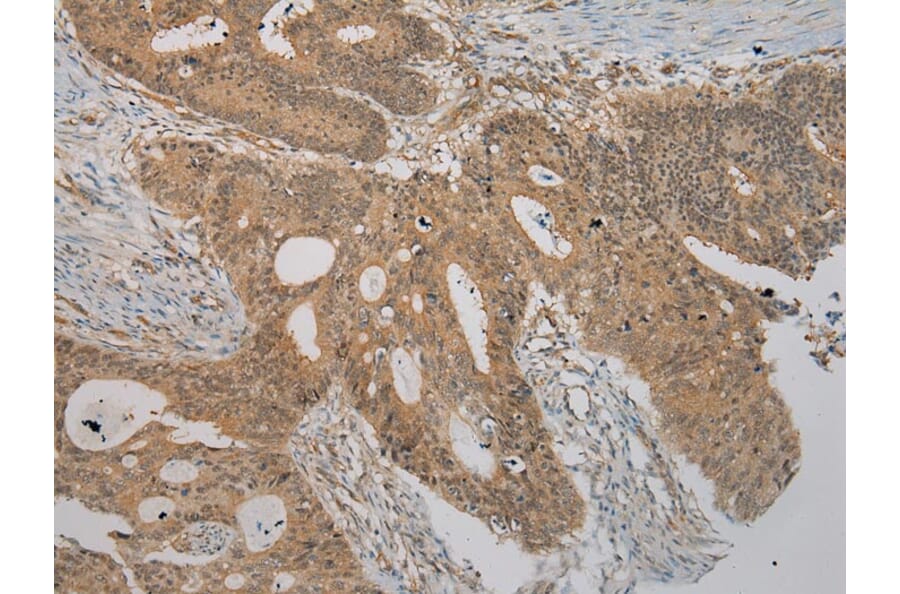 Immunohistochemistry - RASSF7 Antibody from Signalway Antibody (40072) - Antibodies.com