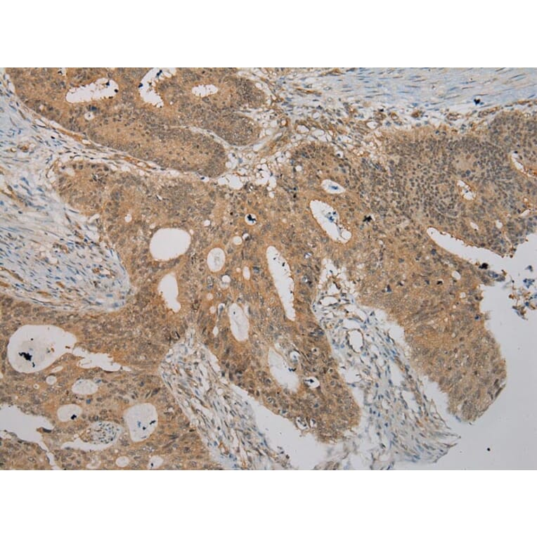 Immunohistochemistry - RASSF7 Antibody from Signalway Antibody (40072) - Antibodies.com