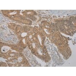 Immunohistochemistry - RASSF7 Antibody from Signalway Antibody (40072) - Antibodies.com