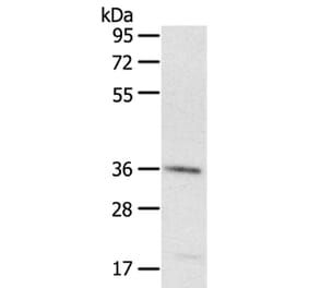 PDLIM4 Antibody from Signalway Antibody (40077) - Antibodies.com