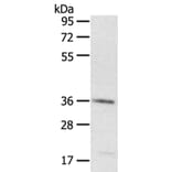 PDLIM4 Antibody from Signalway Antibody (40077) - Antibodies.com