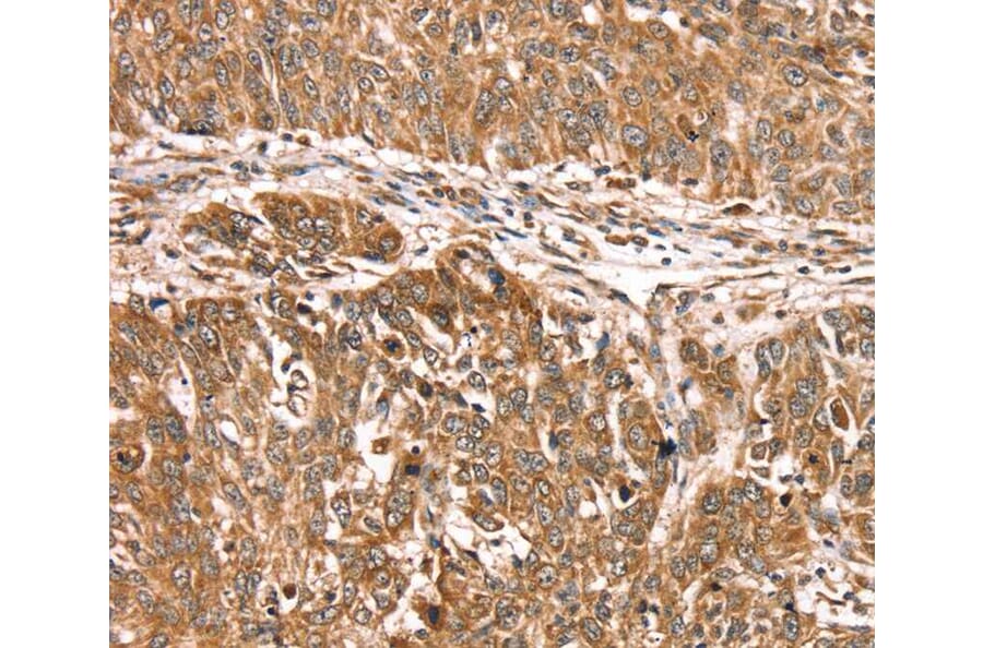 Immunohistochemistry - PDLIM4 Antibody from Signalway Antibody (40077) - Antibodies.com