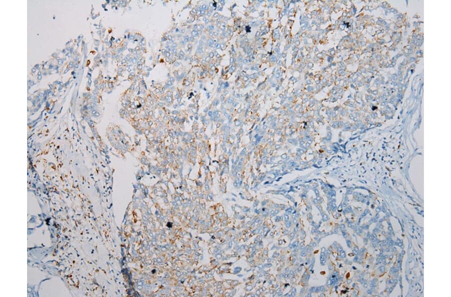Immunohistochemistry - SCPEP1 Antibody from Signalway Antibody (40078) - Antibodies.com