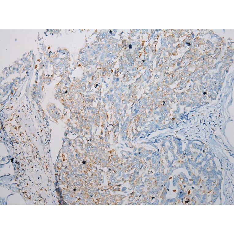 Immunohistochemistry - SCPEP1 Antibody from Signalway Antibody (40078) - Antibodies.com