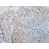 Immunohistochemistry - SCPEP1 Antibody from Signalway Antibody (40078) - Antibodies.com