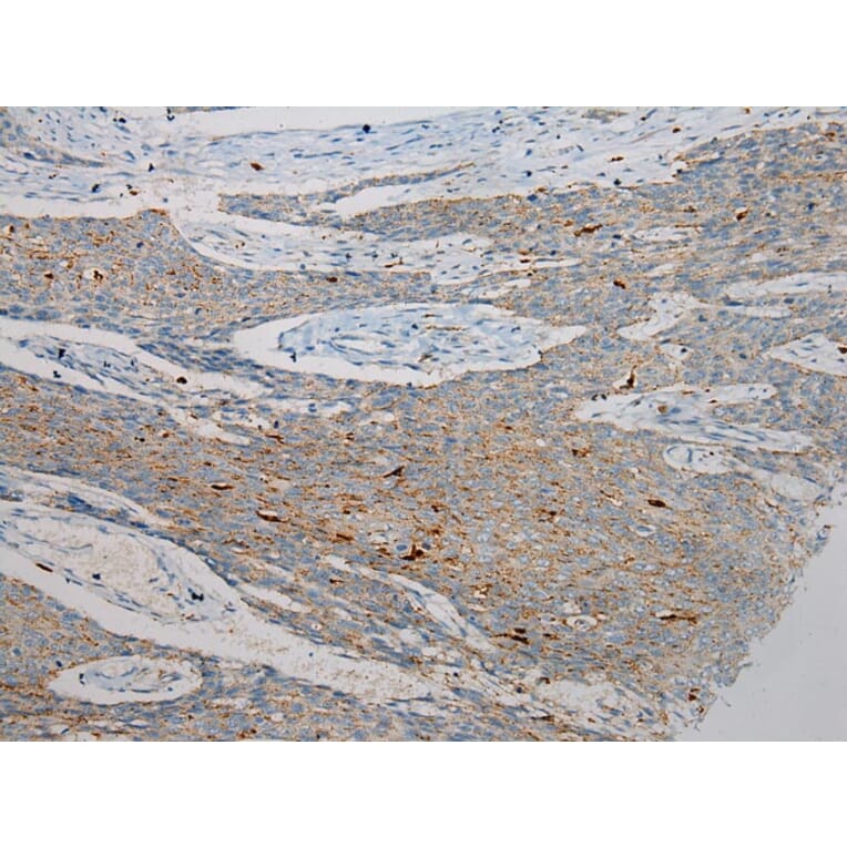 Immunohistochemistry - SCPEP1 Antibody from Signalway Antibody (40078) - Antibodies.com