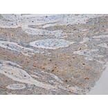 Immunohistochemistry - SCPEP1 Antibody from Signalway Antibody (40078) - Antibodies.com