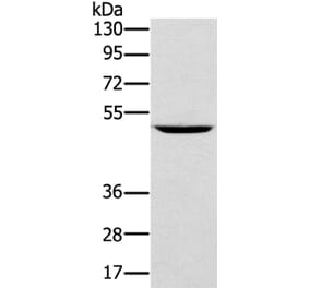 TRIM31 Antibody from Signalway Antibody (40079) - Antibodies.com