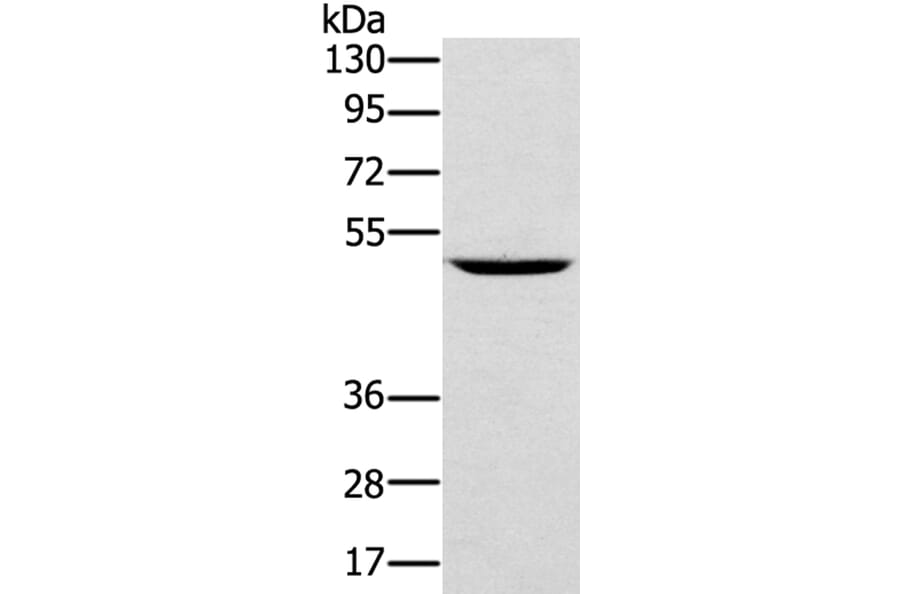 TRIM31 Antibody from Signalway Antibody (40079) - Antibodies.com