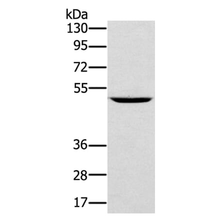 TRIM31 Antibody from Signalway Antibody (40079) - Antibodies.com