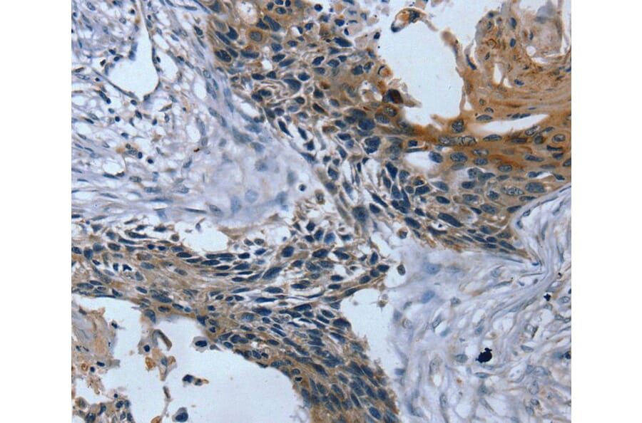 Immunohistochemistry - TRIM31 Antibody from Signalway Antibody (40079) - Antibodies.com