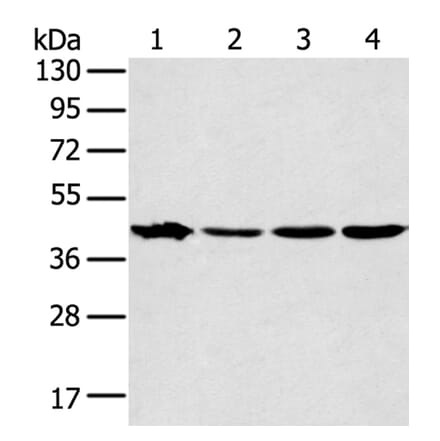 MAPK12 Antibody from Signalway Antibody (40092) - Antibodies.com