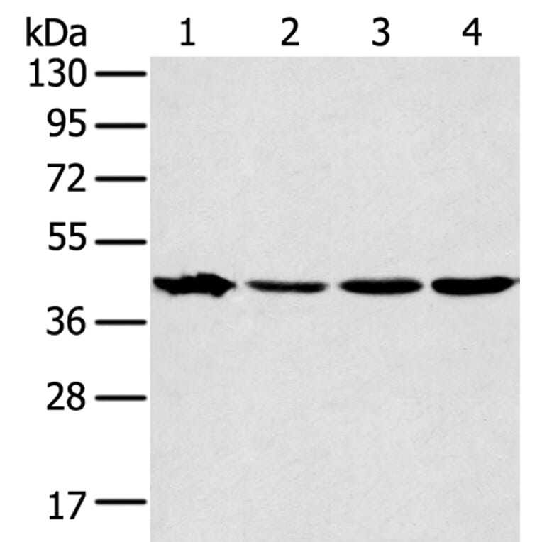 MAPK12 Antibody from Signalway Antibody (40092) - Antibodies.com