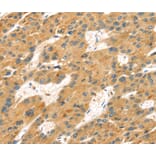 Immunohistochemistry - MAPK12 Antibody from Signalway Antibody (40092) - Antibodies.com