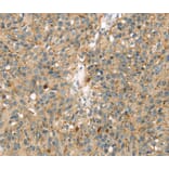 Immunohistochemistry - MAPK12 Antibody from Signalway Antibody (40092) - Antibodies.com