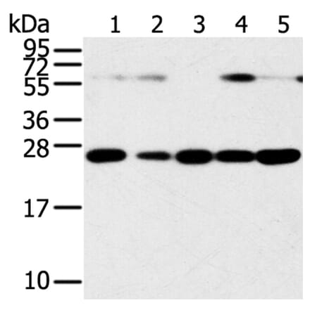 SNAP23 Antibody from Signalway Antibody (40111) - Antibodies.com