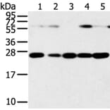 SNAP23 Antibody from Signalway Antibody (40111) - Antibodies.com
