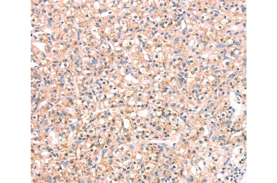 Immunohistochemistry - SNAP23 Antibody from Signalway Antibody (40111) - Antibodies.com