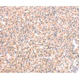 Immunohistochemistry - SNAP23 Antibody from Signalway Antibody (40111) - Antibodies.com