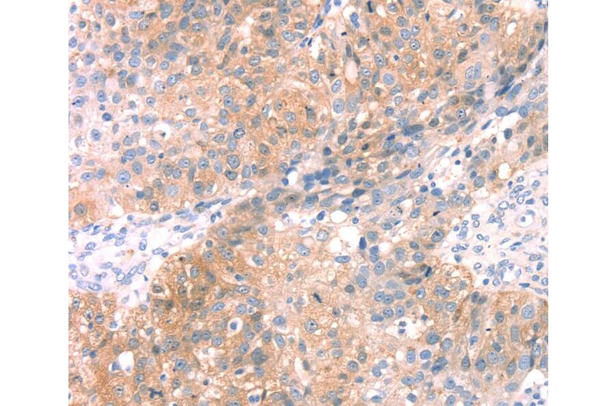 Immunohistochemistry - SNAP23 Antibody from Signalway Antibody (40111) - Antibodies.com