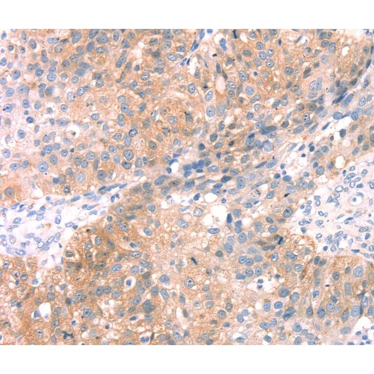 Immunohistochemistry - SNAP23 Antibody from Signalway Antibody (40111) - Antibodies.com