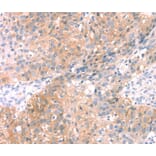 Immunohistochemistry - SNAP23 Antibody from Signalway Antibody (40111) - Antibodies.com