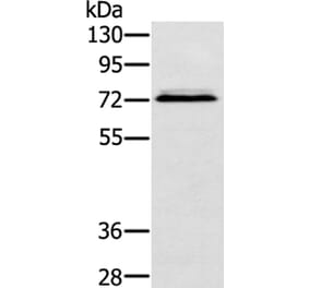 SSX2IP Antibody from Signalway Antibody (40119) - Antibodies.com