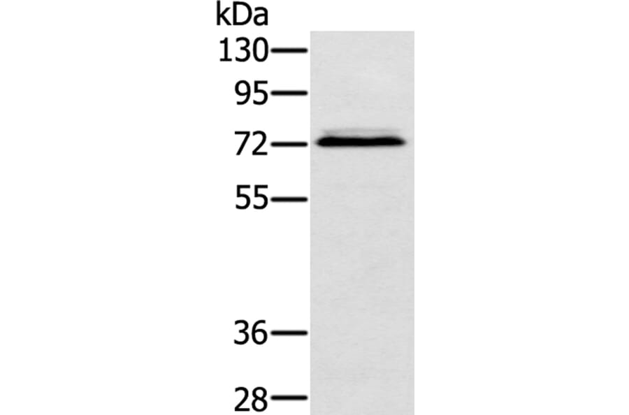 SSX2IP Antibody from Signalway Antibody (40119) - Antibodies.com