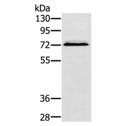 SSX2IP Antibody from Signalway Antibody (40119) - Antibodies.com